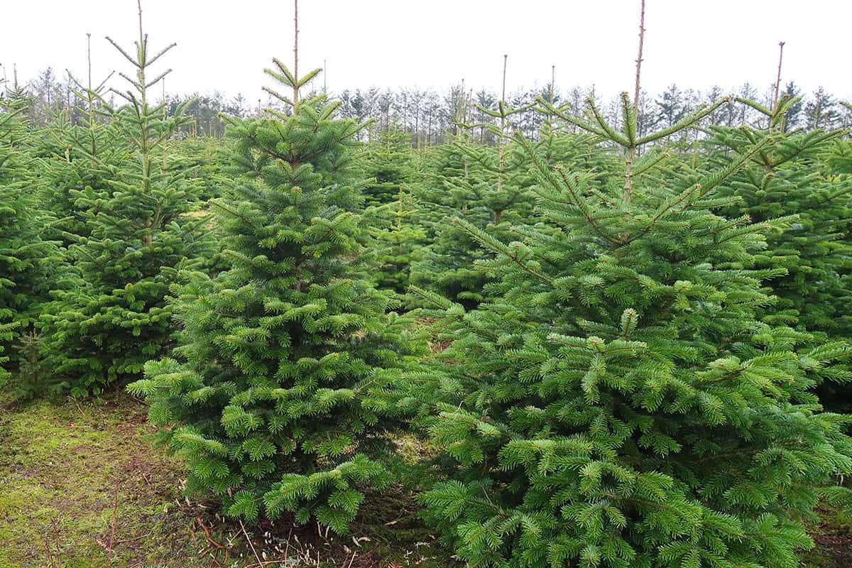 Weihnachtsbaumplantage