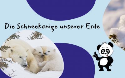 Wer sind die Schneekönige?