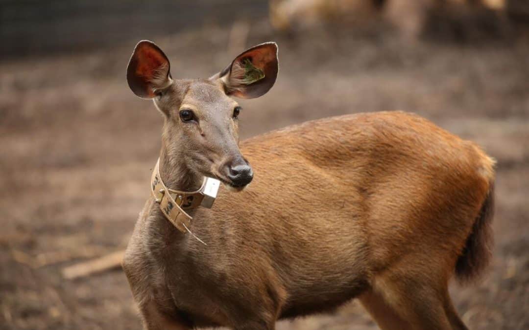 Wie die Auswilderung von Sambars die Tiger retten kann