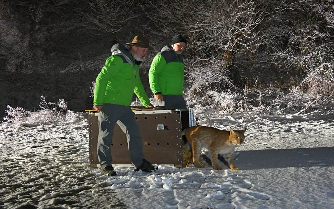 Luchs Norik und sein Weg in die Freiheit