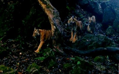WWF-Erfolg: Nachwuchs bei den thailändischen Tigern