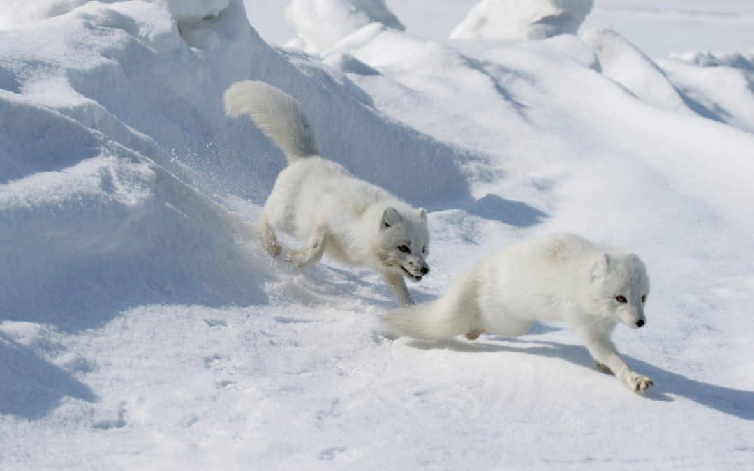 WWF-Erfolg: Wie sich Polarfüchse den hohen Norden zurückerobern