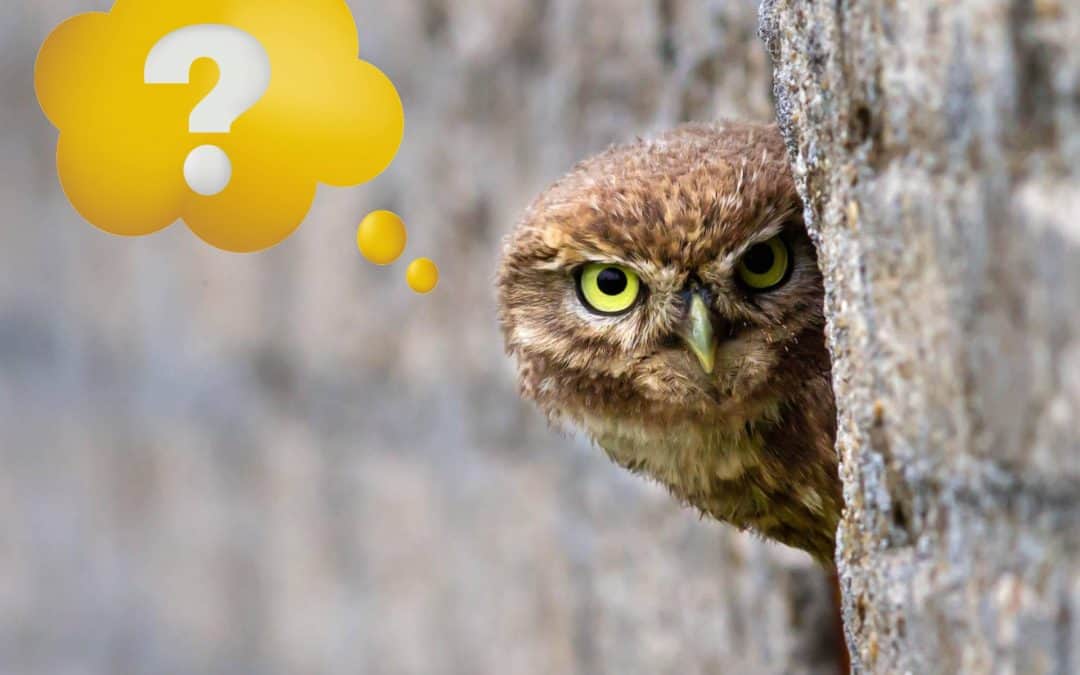 TEAM PANDA-Spiel: „Wer wohnt wo?“