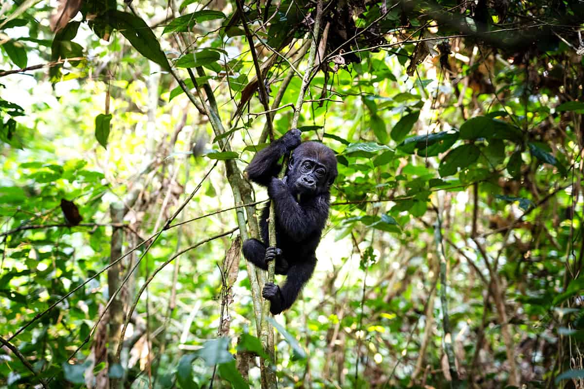 wwf-at_Gorilla_Flachlandgorilla_(c)Andy Isaacson Gorilla