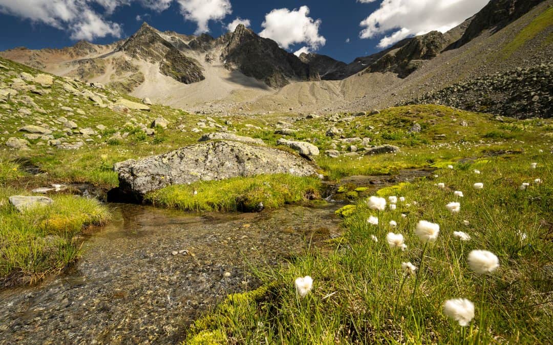 Fast 160 Hektar bisher nicht dokumentierte Moore in Österreichs Alpen identifiziert