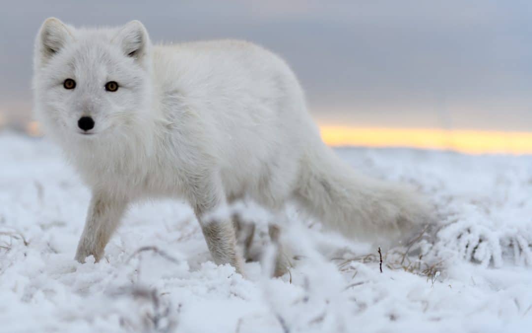 Überlebenskünstler der Arktis: der Polarfuchs