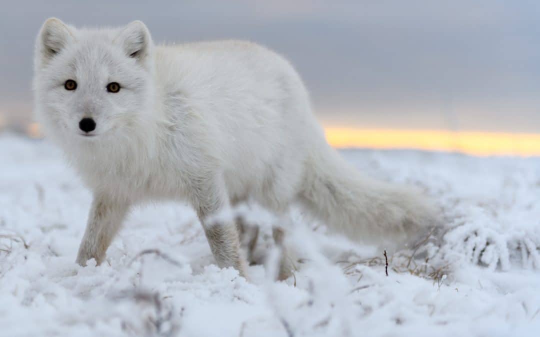 WWF-Erfolg: 139 junge Polarfüchse im hohen Norden gesichtet
