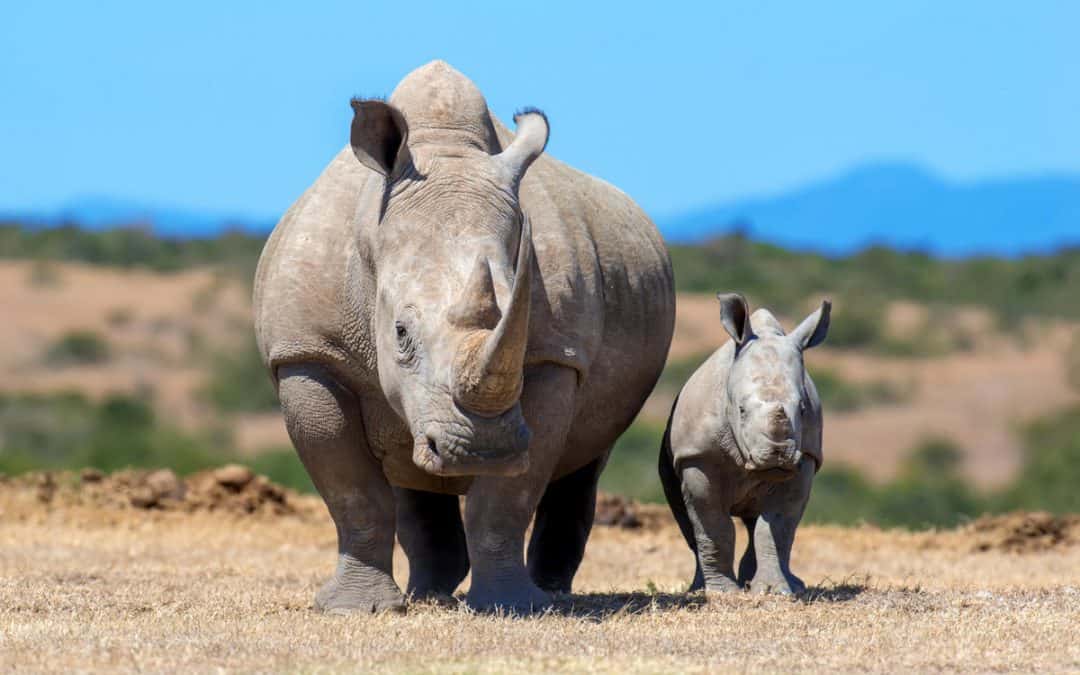 WWF-Erfolg: Neue Hoffnung für Nashörner in Kenia