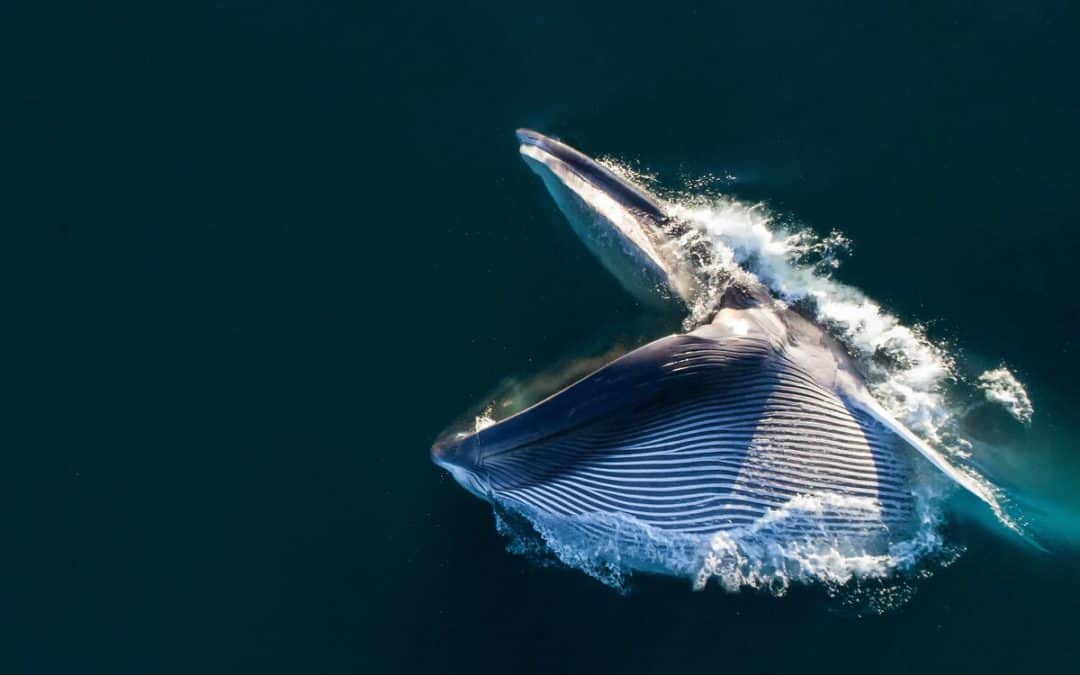 Fotostrecke: Wie der WWF den Wal schützt