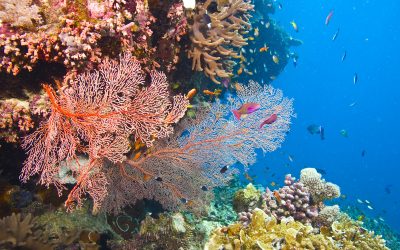 Good News: Kein neues Kohlekraftwerk beim Great Barrier Reef