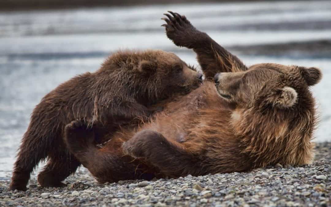 Good News: Wieder mehr Grizzlys in Nordamerika