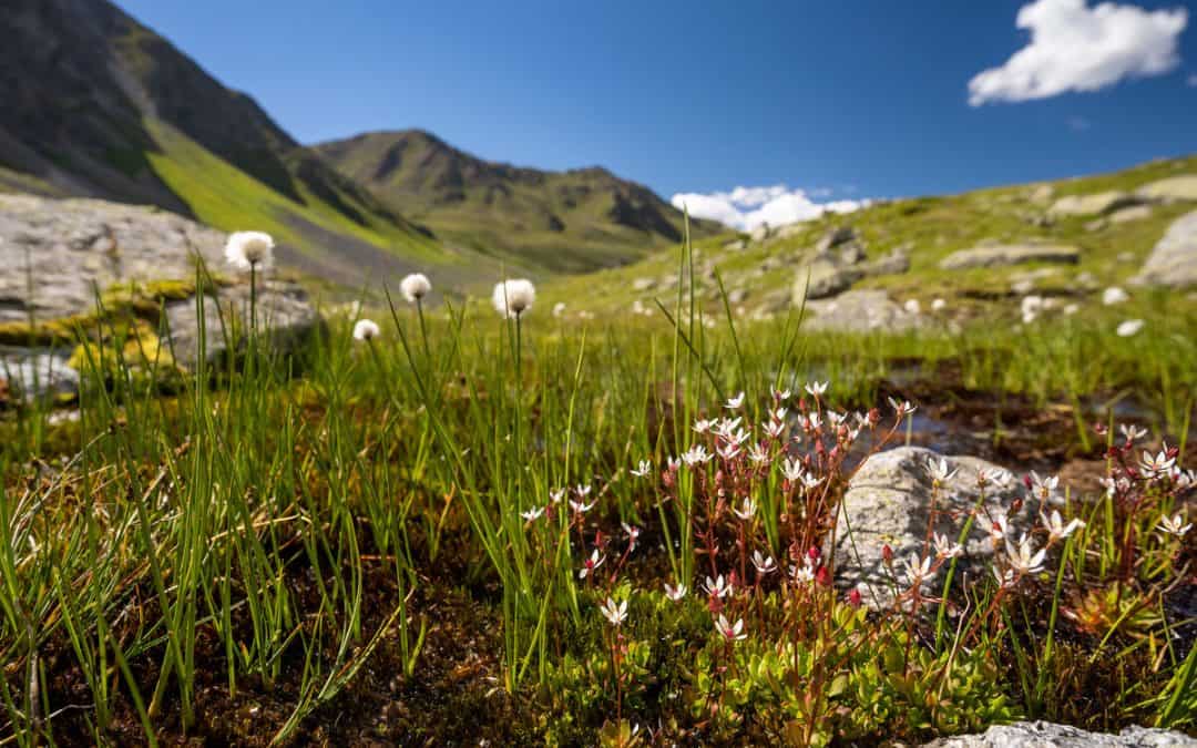 Größter unberührter Moor-Komplex im Platzertal entdeckt