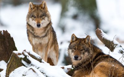 WWF kritisiert geplante Ausrottung des Wolfs in Kärnten