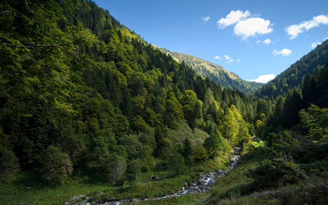 Neues Forstgesetz: WWF sieht “Schritt in die richtige Richtung”