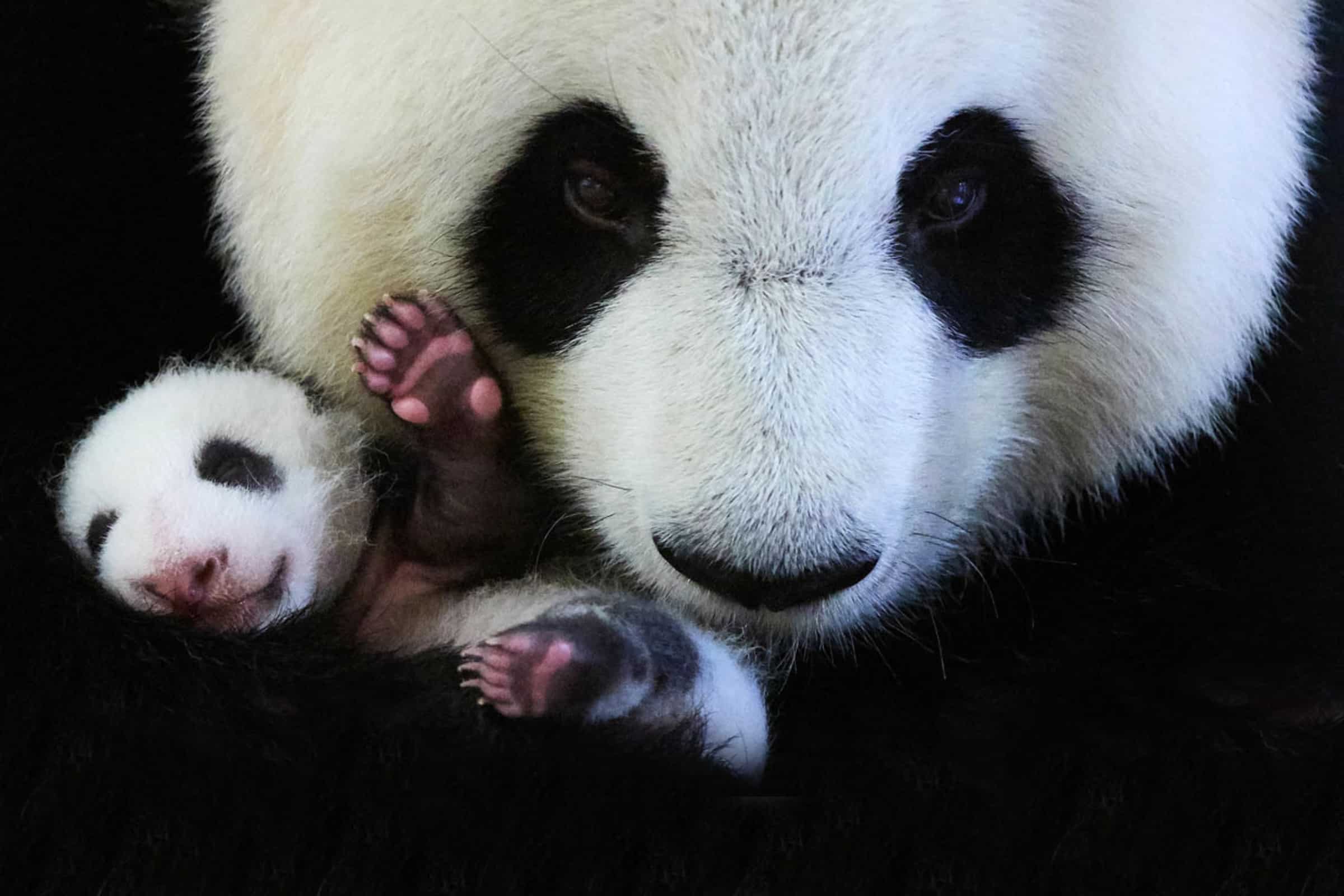 Großer Panda mit Jungtier