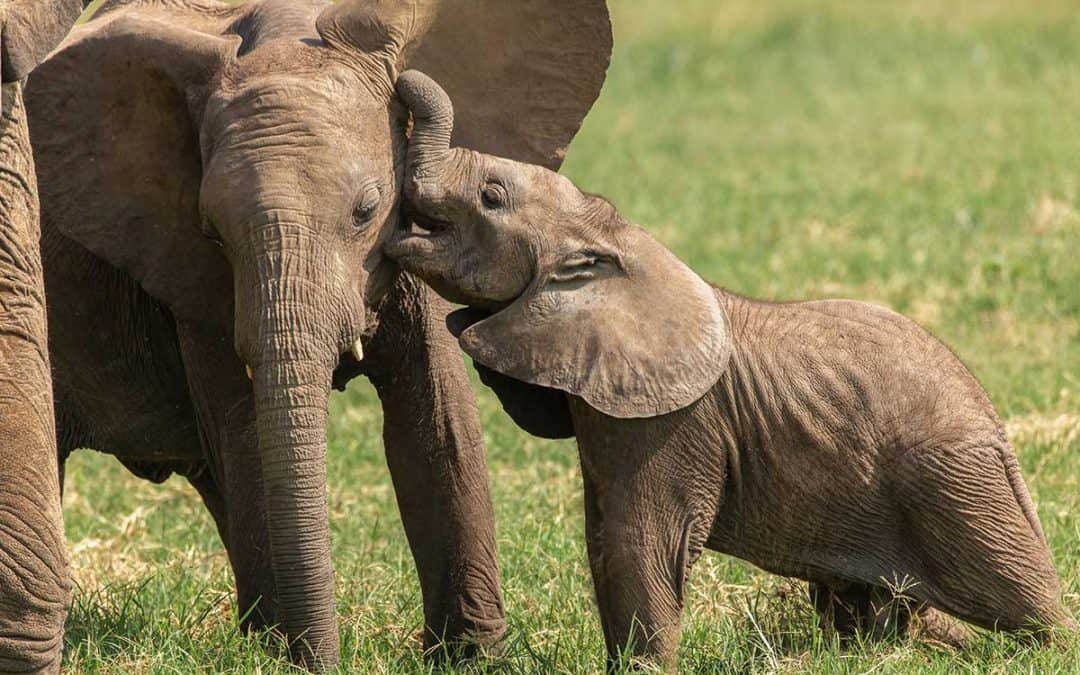 Good News: Mehr Nashörner, Elefanten und Büffel in Uganda