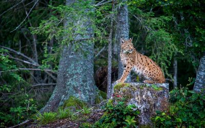 Good News: WWF unterstützt italienisches Luchsprojekt