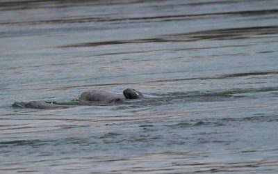 WWF-Erfolg: Erstes Flussdelfin-Kalb des Jahres entdeckt
