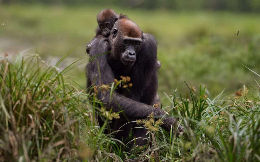 Fotostrecke: Wie der WWF den Flachlandgorilla schützt