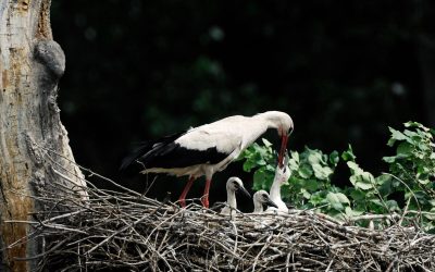 WWF-Erfolg: Brutrekord bei den Weißstörchen