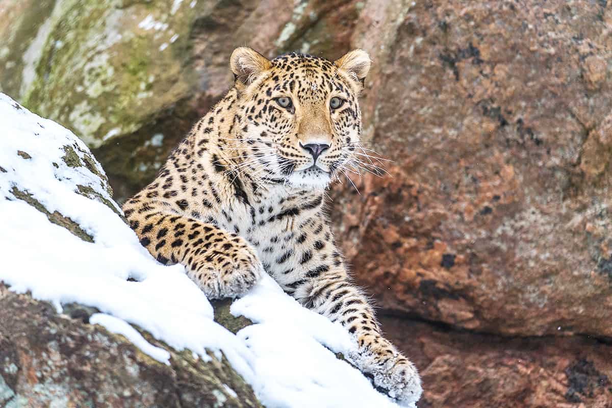 Persischer Leopard