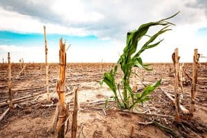 Dürre vertrocknete Ernte (c) Adobestock