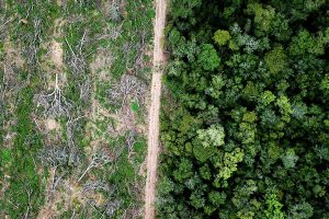 Abholzung im Amazonas (c) AdobeStock