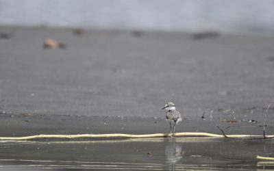 Erste Kiesbankbrüter zurück am Inn – WWF und Birdlife schützen Brutplätze