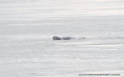 WWF-Erfolg: Zwei Flussdelfin-Kälber im Mekong gesichtet
