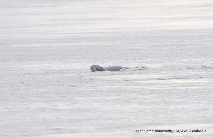 WWF-Erfolg: Zwei Flussdelfin-Kälber im Mekong gesichtet