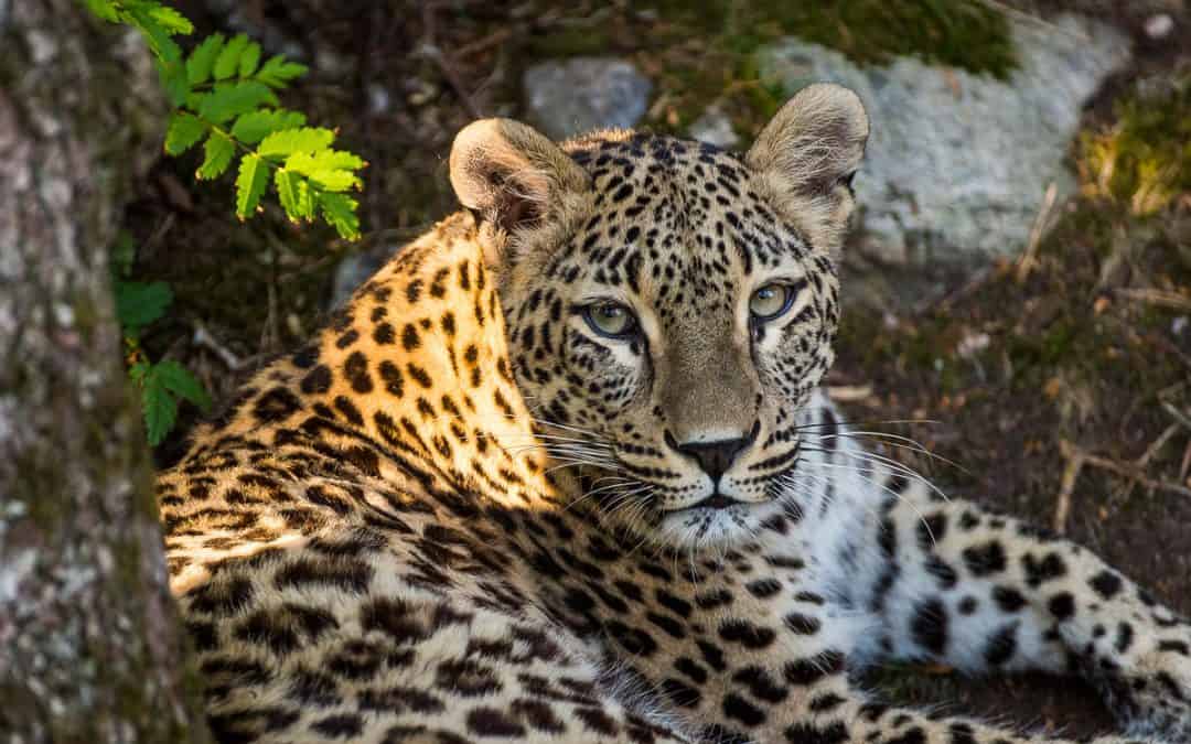 Weltnaturkonferenz: WWF warnt vor Verfehlen der 2030-Ziele