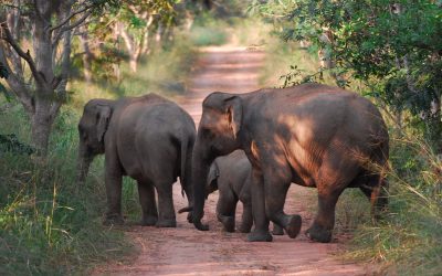 WWF alarmiert: Lebensraum der Asiatischen Elefanten fast komplett zerstört