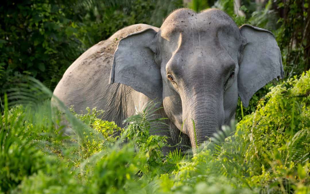 Wie der WWF den Elefanten in Asien schützt