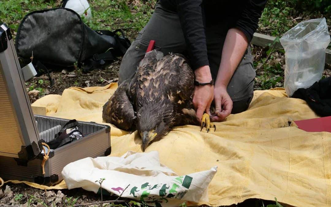 WWF-Erfolg: Junger Seeadler mit Sender ausgestattet