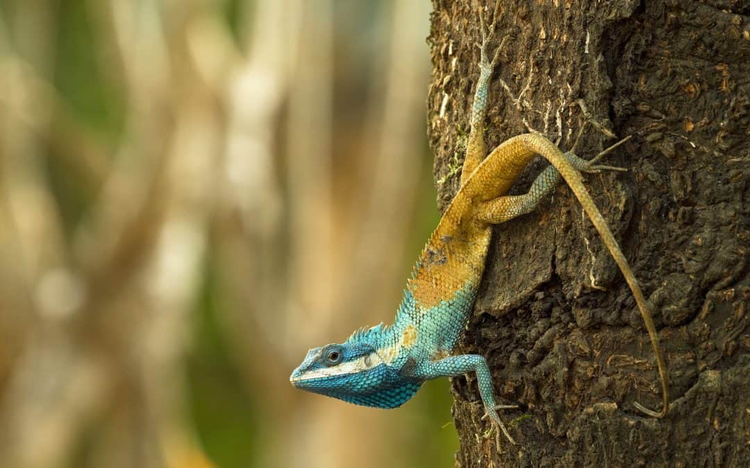 Fotostrecke: Das sind die neuen Arten aus der Mekong-Region