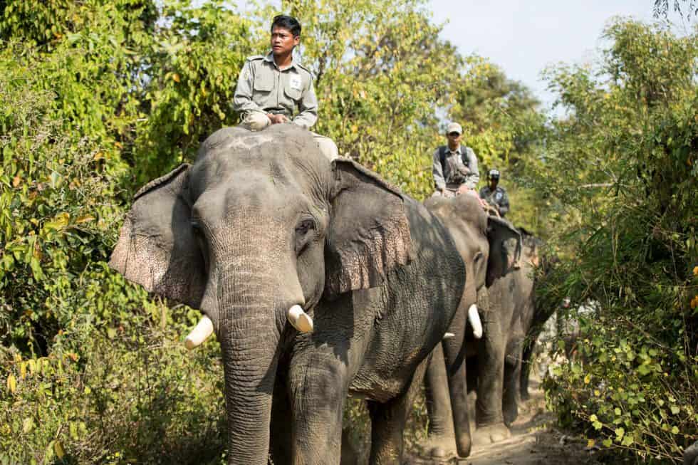 Wwf Ranger Wie der WWF den Elefanten in Asien schützt - WWF Österreich
