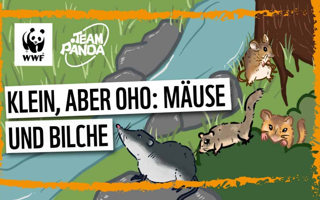 Video: Klein aber oho – Mäuse und Bilche