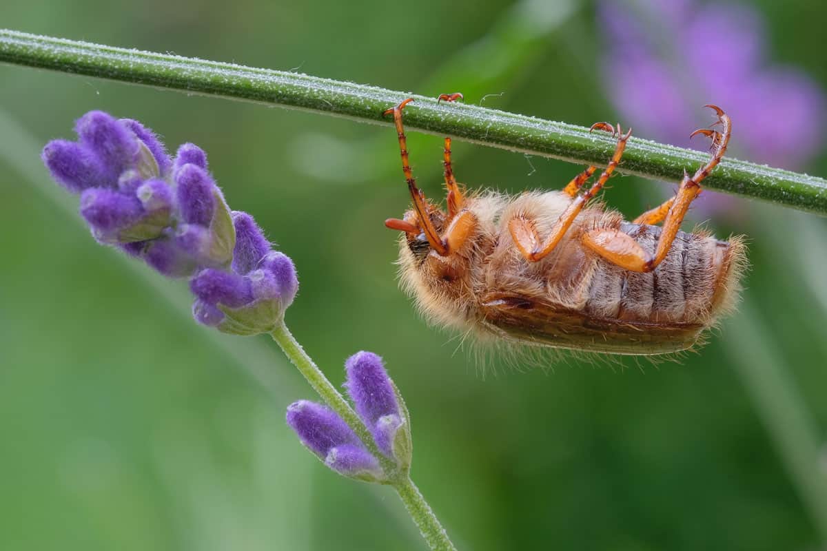 Insektenbiotechnologie