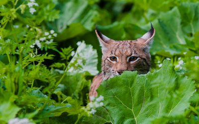 WWF: Luchse in Österreich nach wie vor gefährdet