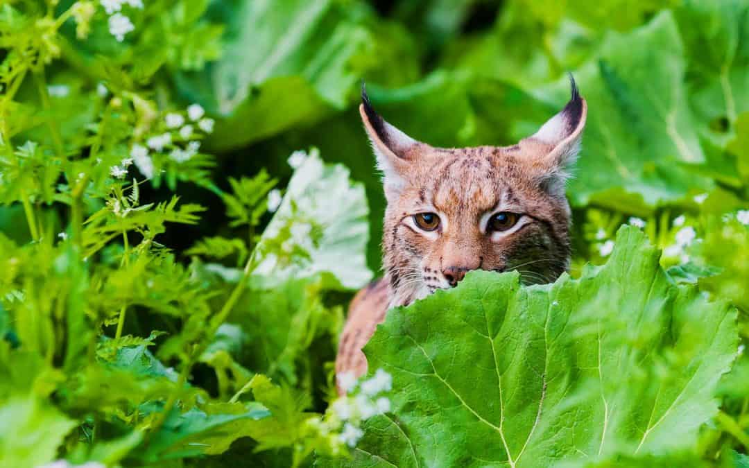 WWF: Luchse in Österreich nach wie vor gefährdet