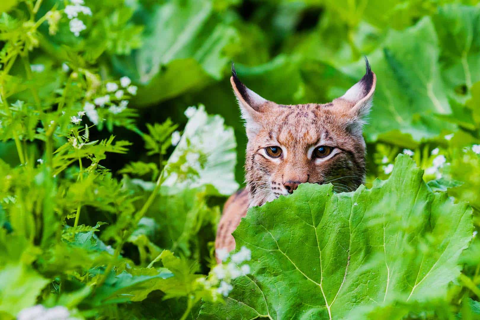 wwf-at_Luchs_Startseite_(c)Tomas Hulik Luchs