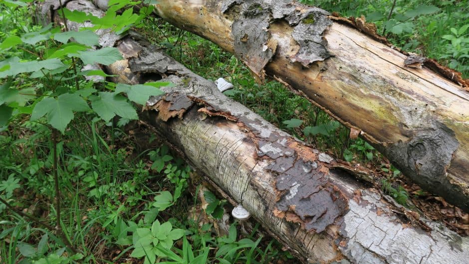 WWF-Studie ALT-UND TOTHOLZVERBUNDSYSTEME
