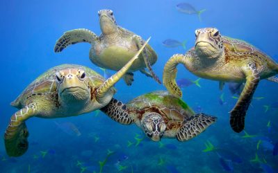 Tag der Ozeane: WWF fordert besseren Schutz und Offensive gegen Plastikmüll-Krise