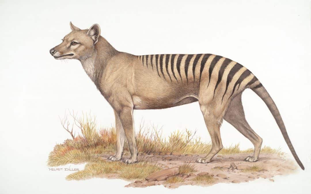 Beutelwolf, Dodo oder Java-Tiger: Ausgerottete Arten und ihre Geschichte
