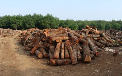 Was Banken und Finanzinstitute gegen Abholzung von Regenwald tun können: WWF-Praxisleitfaden gibt Handlungsempfehlungen