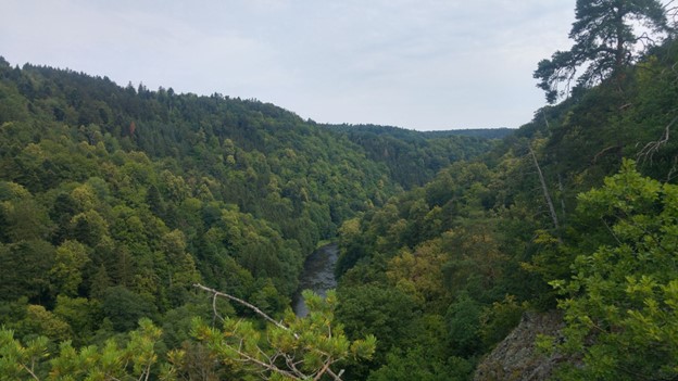 Geschützt: Warum ist die Kritik an der EU-Waldstrategie 2030 nicht berechtigt?