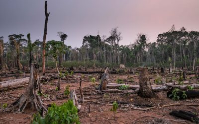 Amazonas-Brände: WWF warnt vor Verlagerung der Waldzerstörung in die Cerrado-Savanne