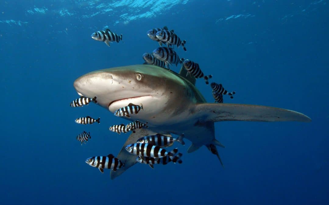 Tag der Haie: WWF fordert rasche Umsetzung von Schutzmaßnahmen im Mittelmeer