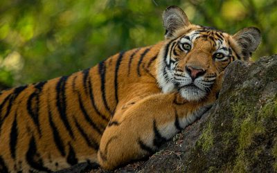 Zahl der wild lebenden Tiger in Bhutan um mehr als ein Viertel gestiegen
