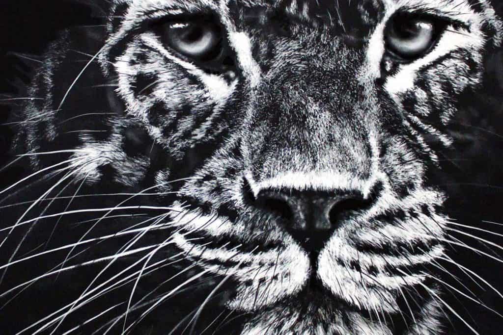 Leopard Bild von Walter Wegger